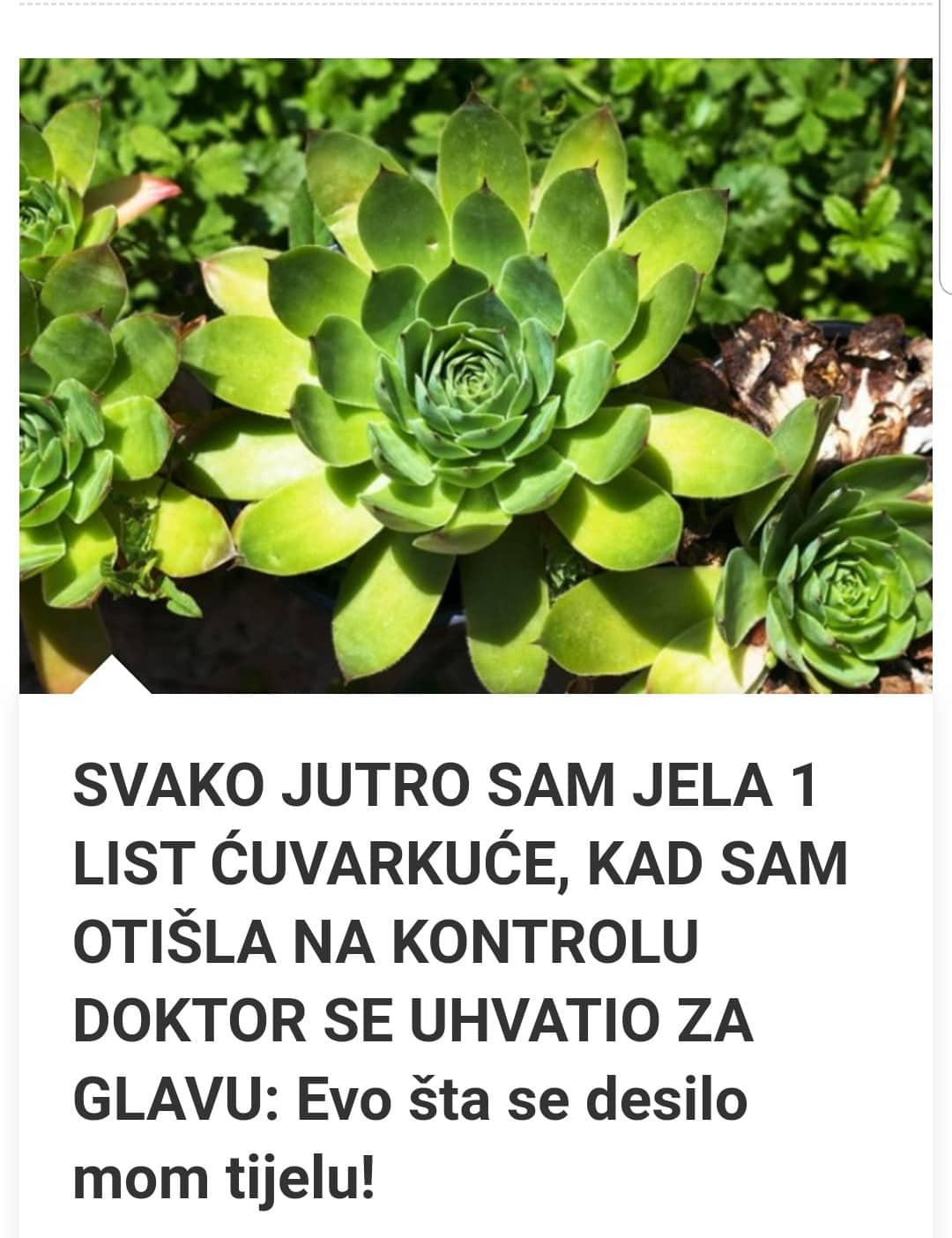 SVAKO JUTRO JE JELA 1 LIST ČUVARKUĆE: Kad je otišla u bolnicu doktor se hvatao za glavu -EVO ŠTA SE DESILO NJENOM TIJELU